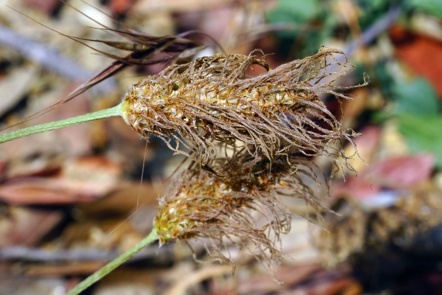 Sardegna (NU) - Plantago lanceolata